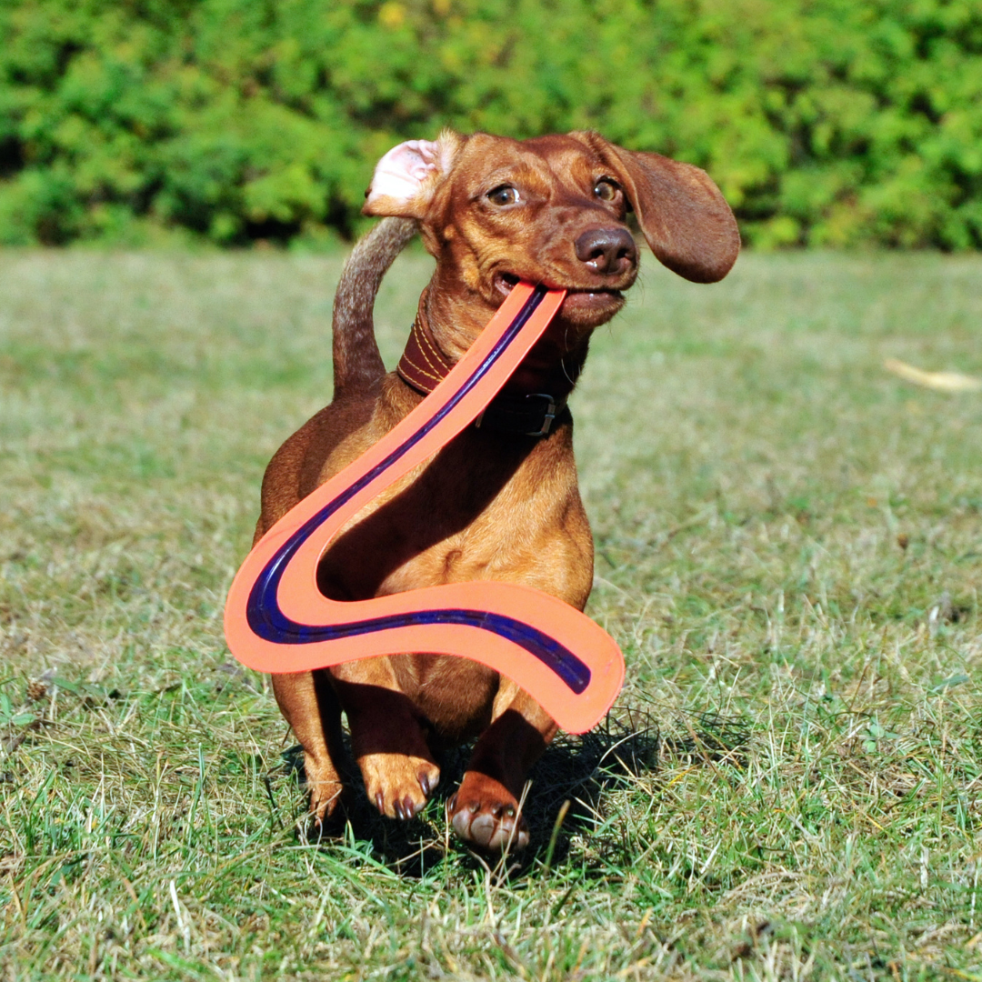 Dog retrieving a boomerang