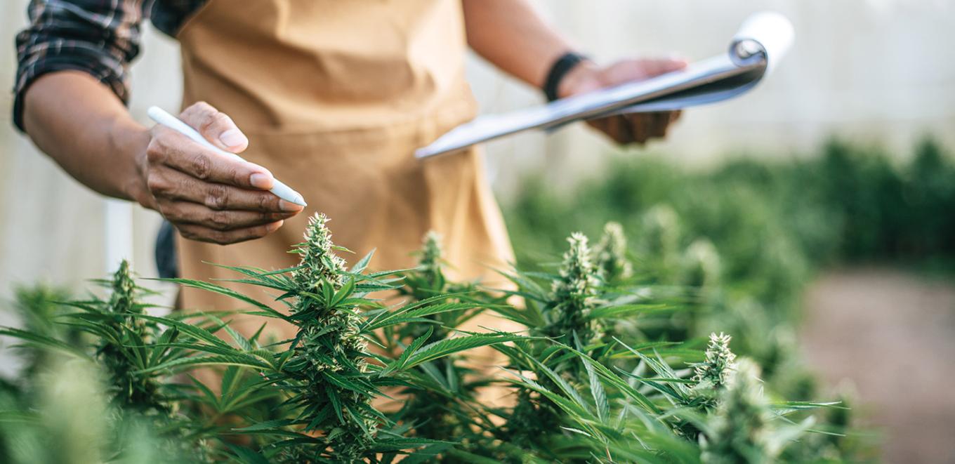 close up view of man looking over cannabis plants holding a pad and pen