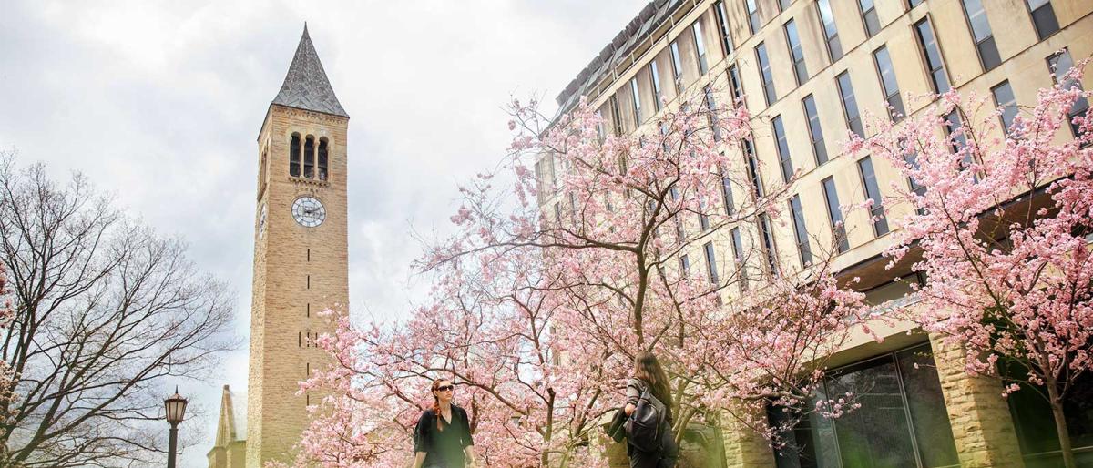 Students on campus under cherry blossoms