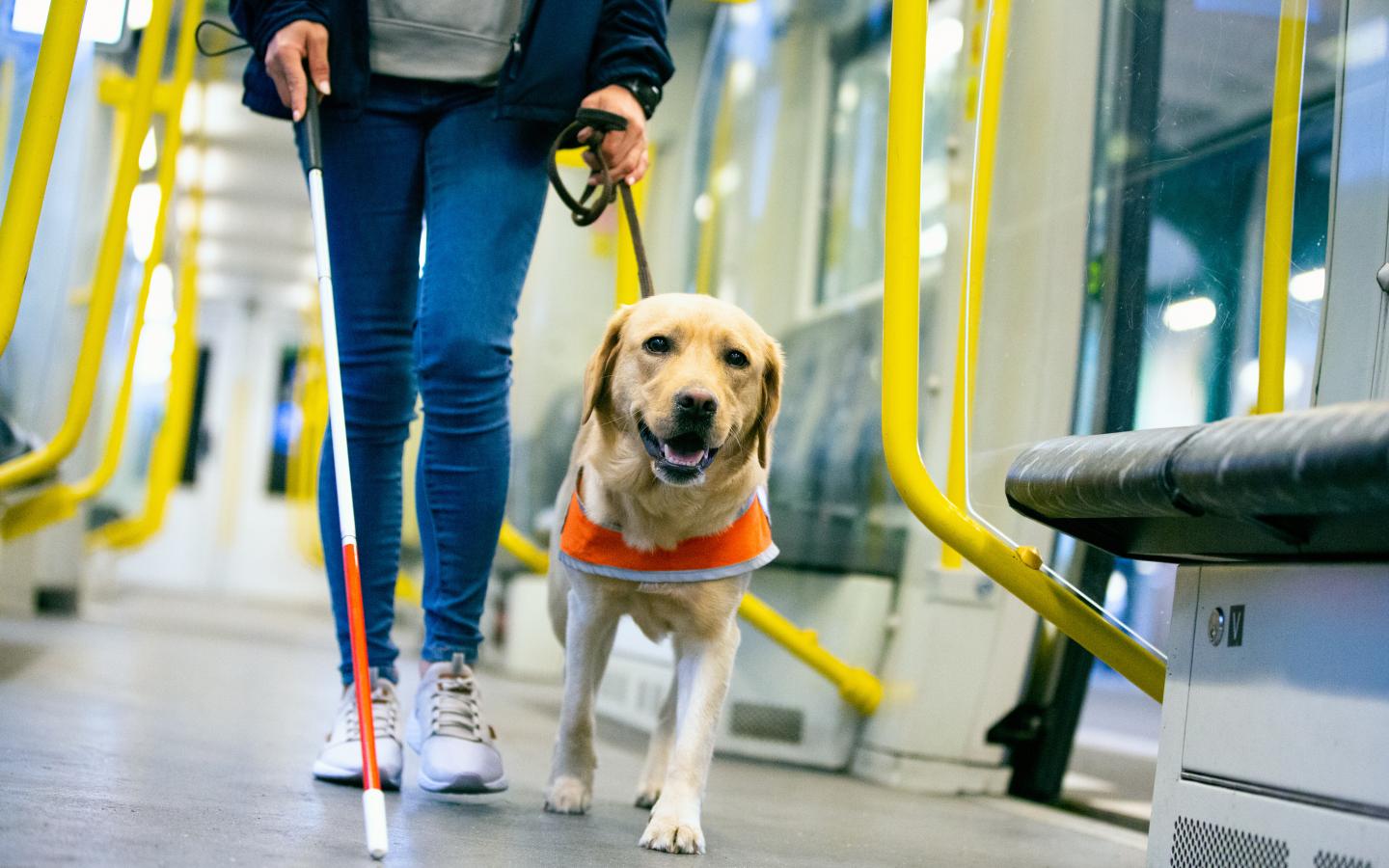 person walking down the aisle of a public transport vehicle with a cane and service dog