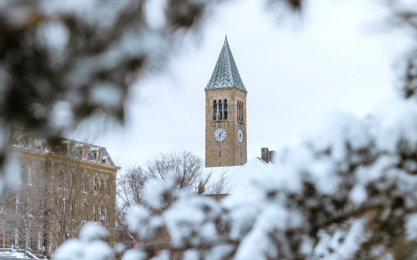 Looking over a snowy pine branch toward Cornell’s iconic clock tower.