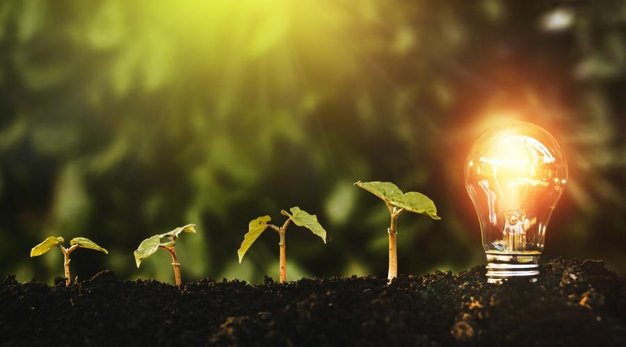 A lightbulb in the soil next to plants