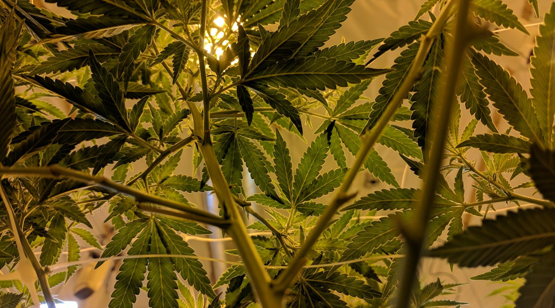 cannabis leaves by drew taylor-unsplash