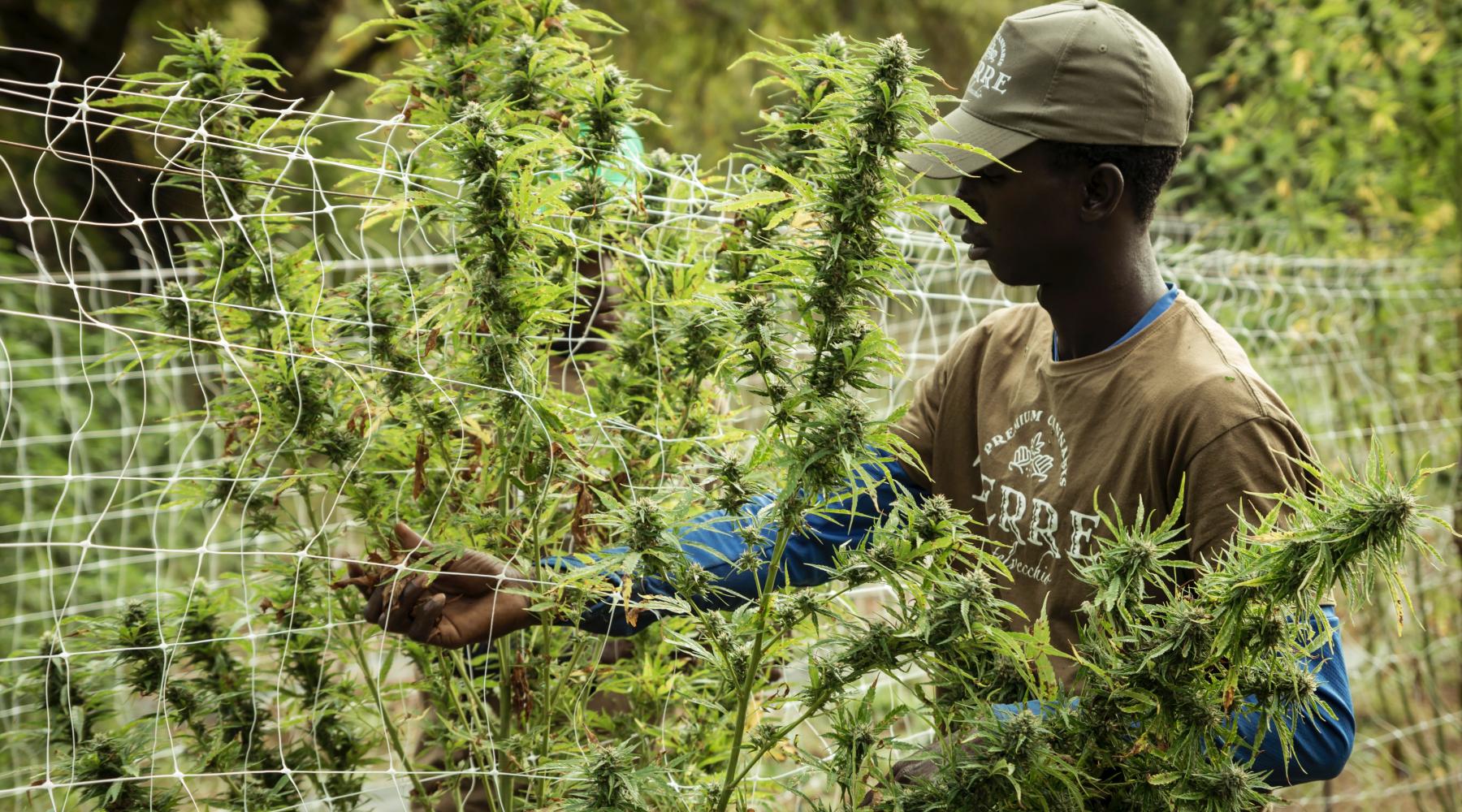 Worker picking cannabis in field from unsplash by Terre di Cannabis