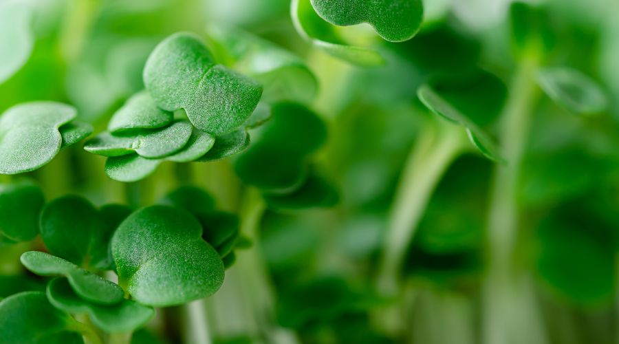 Watercress closeup