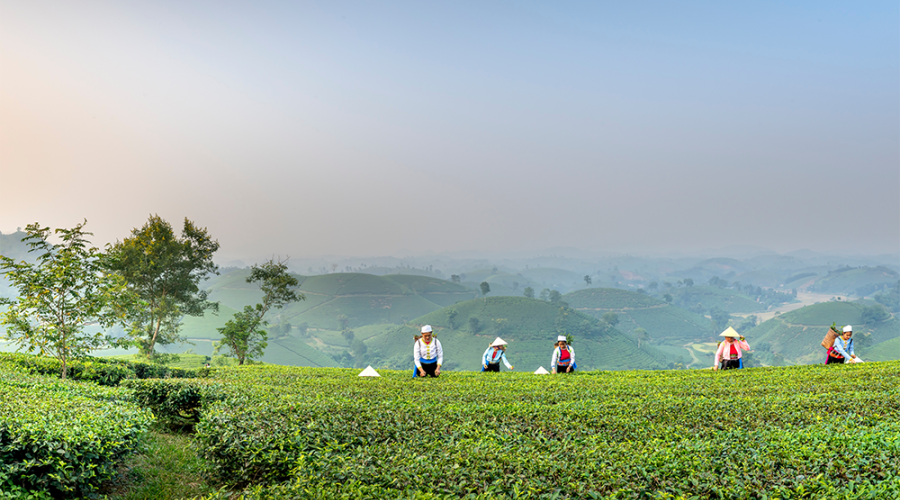 Women working in a field