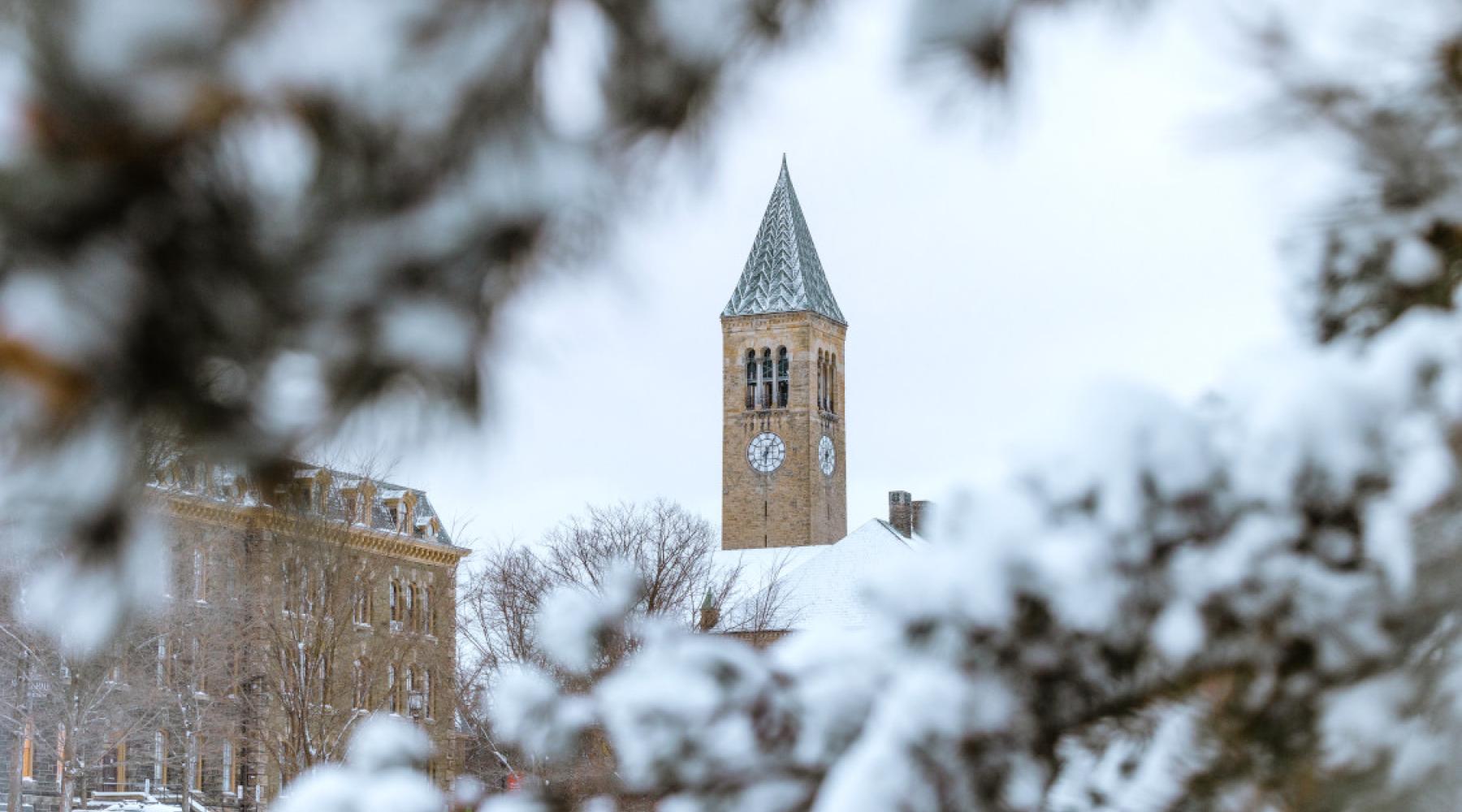 Looking over a snowy pine branch toward Cornell’s iconic clock tower.