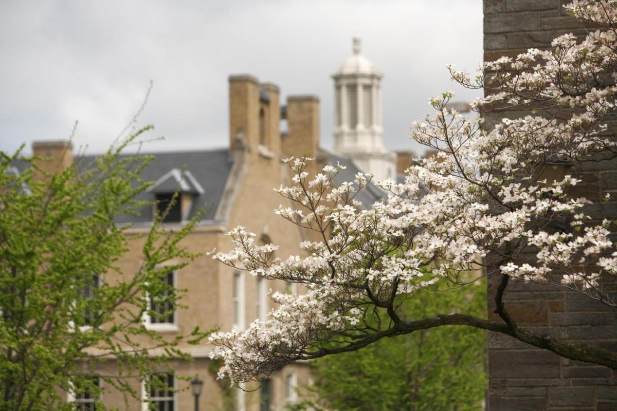 cherry branches in front of ILR buildings