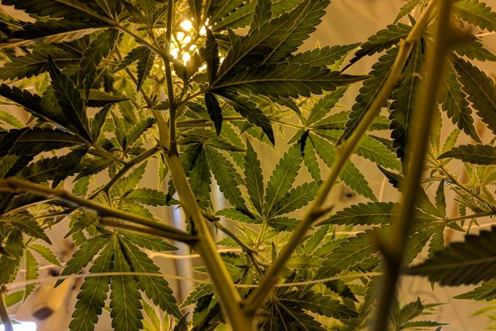 cannabis leaves by drew taylor-unsplash