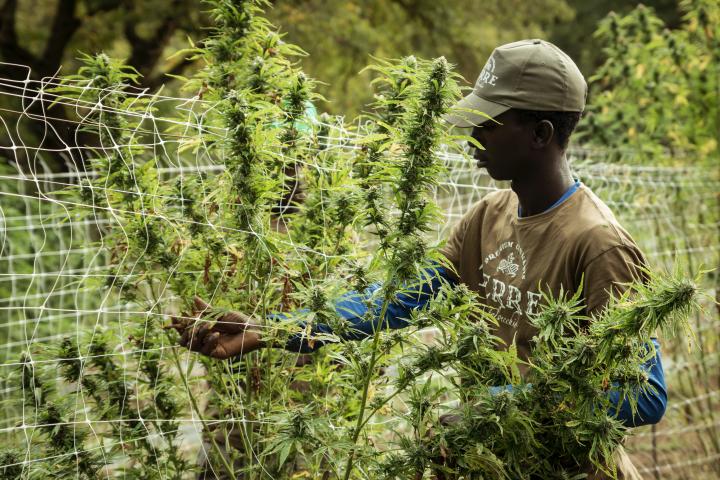 Worker picking cannabis in field from unsplash by Terre di Cannabis