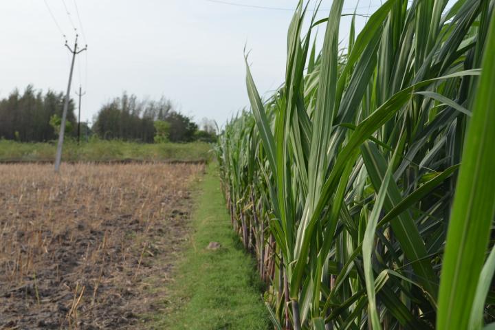 Sugar cane stands in a field in India